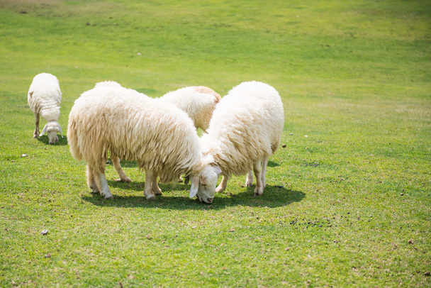 Ovelhas em um prado
 - Foto, Imagem