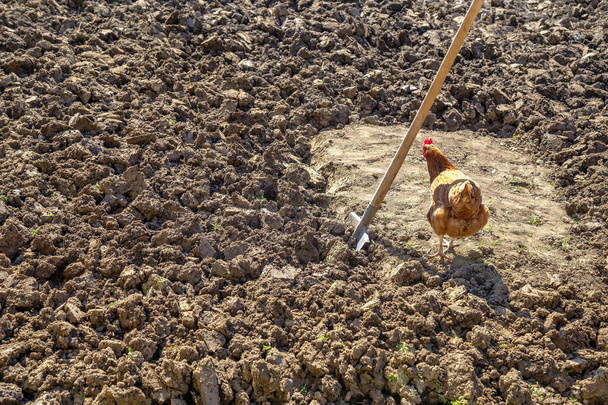 El pollo molido y pala en huerta. Preparación de huertos ecológicos para la siembra de verduras de primavera. - Foto, Imagen