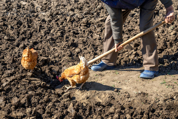 Kaksi kanaa puutarhassa etsimässä matoja työntekijä kaivaa maaperää. - Valokuva, kuva