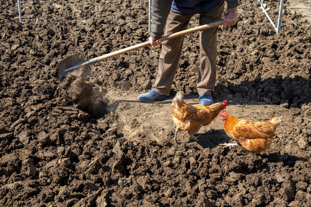 Duas galinhas no jardim à procura de vermes com trabalhador cava o solo. - Foto, Imagem