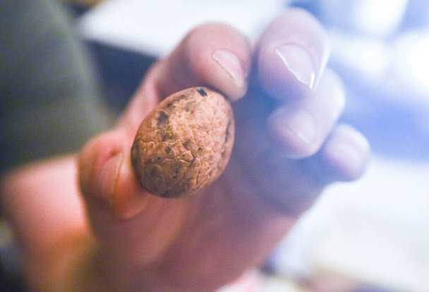 sosteniendo una nuez con una cáscara marrón en la mano - Foto, imagen