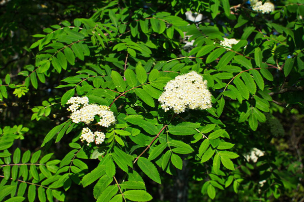 branch of a white flowering mountain ash on sunny spring day outdoor closeup. Flowering of mountain ash with green leaves in spring day. - Photo, Image