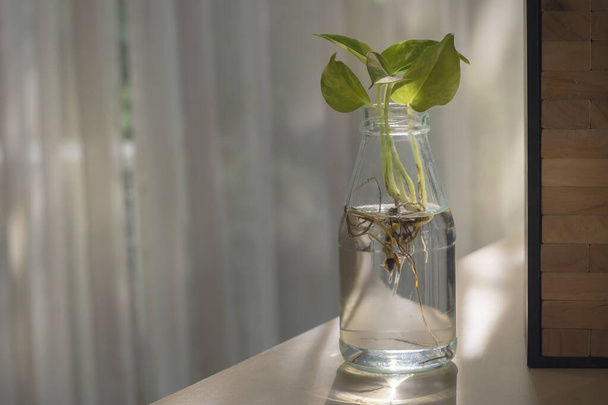 Gefleckter Betelbaum mit Wurzel in transparentem Glas, das Wasser enthält. Vermehrung von Stecklingen im Flaschenglas und Kopierraum - Foto, Bild