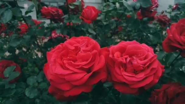 HD Cinematic κόκκινα τριαντάφυλλα μπουμπούκια λουλούδια σκούρο πράσινο φύλλα κλαδί φτερουγίζει στον άνεμο στον κήπο του πάρκου σε εξωτερικούς χώρους. Ιστορικό πολλών κόκκινων τριαντάφυλλων είναι ανθισμένα κινηματογραφικά χρώματα effect.Big ανοιχτό τριαντάφυλλο λουλούδια. - Πλάνα, βίντεο