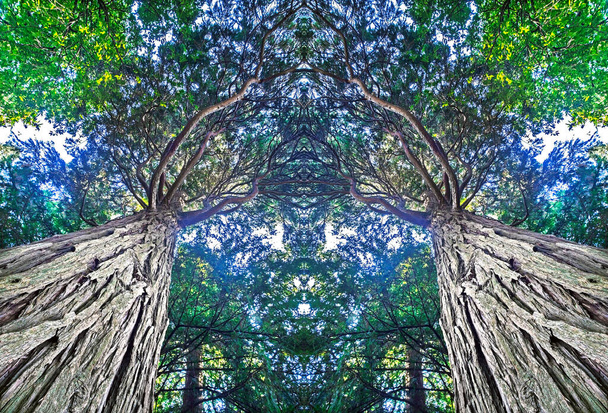 Sequoia tropické stromy pohled zdola. Velký šedohnědý kmen, kůra a zelené listy.Stromy objímají, někdy. Jen se na ně musíme lépe podívat. Surreal specular wall art print to hang - Fotografie, Obrázek