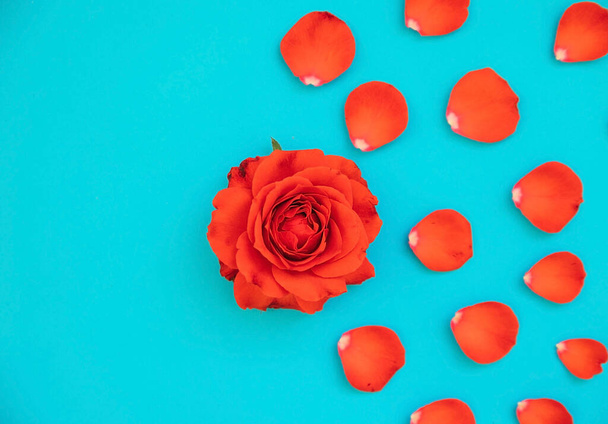 Rose flowers and petals on a blue background. Valentine's day. Flower arrangement. Background of Valentine's day and March 8. - Foto, afbeelding