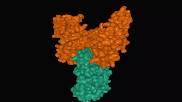 Modelo animado de vitamina D humana: proteína de unión (marrón) en complejo con actina esquelética (verde), modelo de superficie 3D, fondo negro - Imágenes, Vídeo