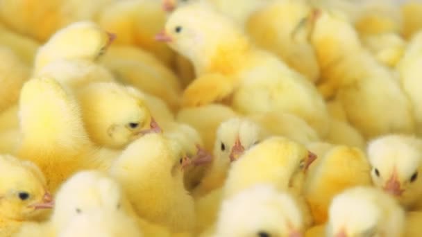 Avicultura y cría de pollos en una granja agrícola. Muchas gallinas de cerca moviéndose en un contenedor. - Metraje, vídeo