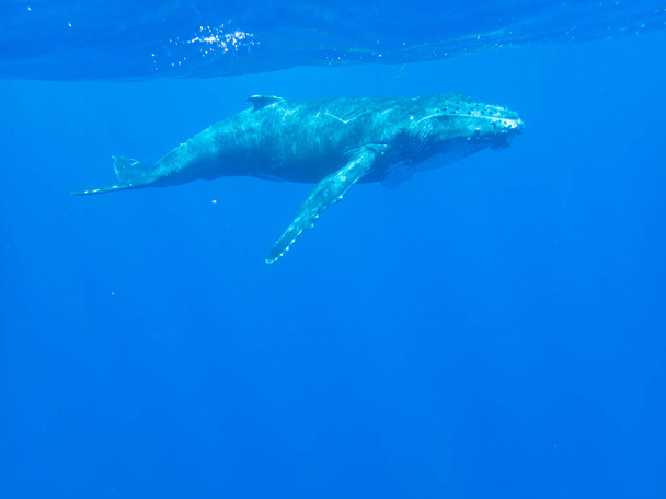 Humpback whale calf underwater off the island of Moorea in French Polynesia, right next to Tahiti. - Photo, Image