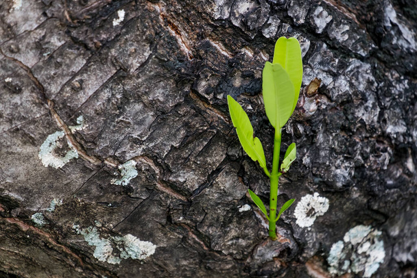 Plante de Yong arbre plantule poussant à soi -Nouveaux commencements - Photo, image