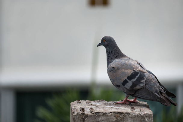 Close-up Pigeon Bird standing. Beautiful bird. - Photo, Image