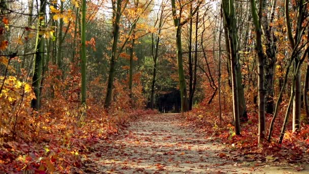 Schöne Herbstlandschaft mit gelben Bäumen und Sonne. Buntes Laub im Park. Fallende Blätter natürlicher Hintergrund .Herbstsaisonkonzept - Filmmaterial, Video