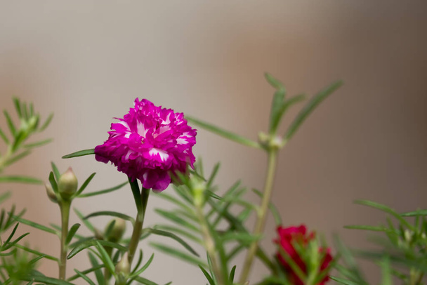 Висадка тайської квітки в парку.. - Фото, зображення
