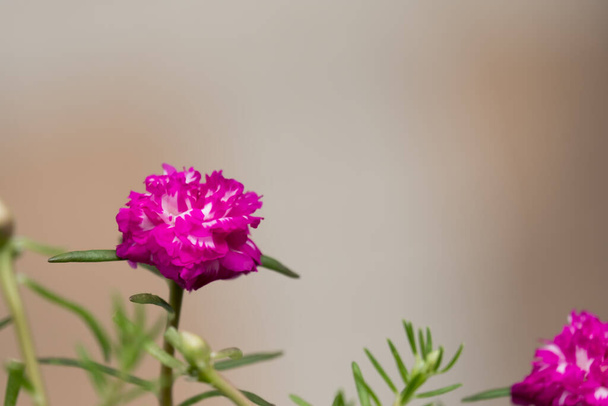 Close-up Thai Flower in the park. - Фото, зображення