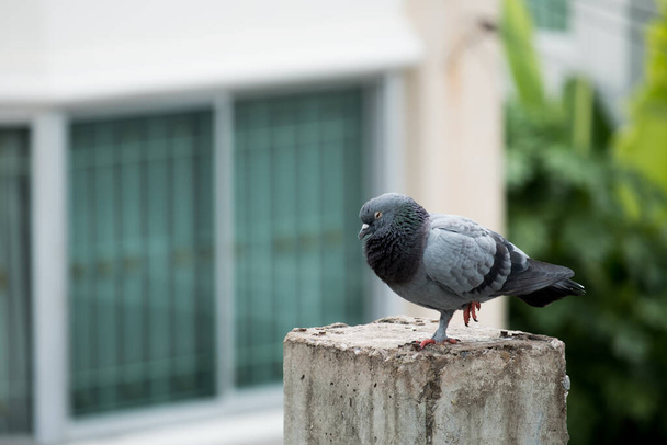 Pigeon bird on the electric pole. - Photo, Image
