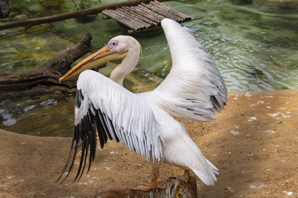 Pelican apre le sue grandi ali - Foto, immagini