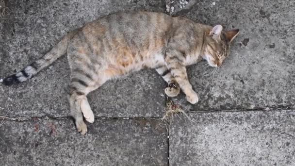 Молодой кот мурлычет и дремлет, лежа на огромном цементном тротуаре и разминаясь лапами - Кадры, видео