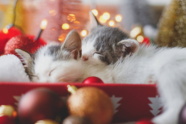Adorable two kittens sleeping on santa hat with red and gold baubles in festive box with warm christmas lights. Cozy winter moments. Kittens cuddling and resting together. Happy Holidays! - Photo, Image