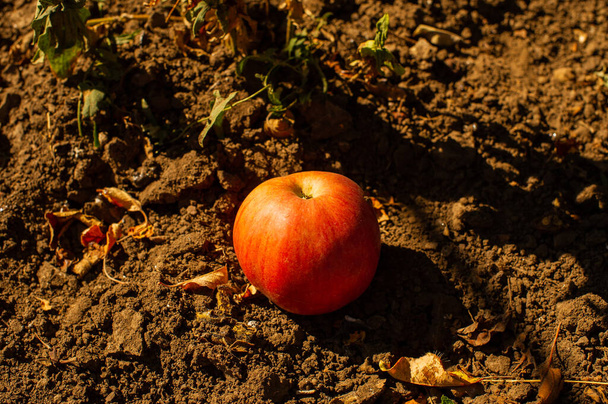 Μήλο ξαπλωμένο στο έδαφος. Ένα μήλο στο έδαφος. Περίοδος συγκομιδής - Φωτογραφία, εικόνα