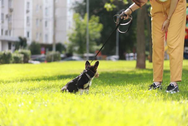 A small black corgi puppy purebred runs on green grass in a muzzle mask and on a leash whith girl foots - Foto, Bild