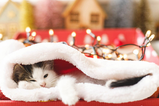 Adorable kitten sleeping in cozy santa hat in red box on background of ornaments and warm illumination lights. Atmospheric winter moments. Merry Christmas and Happy Holidays! - Photo, Image