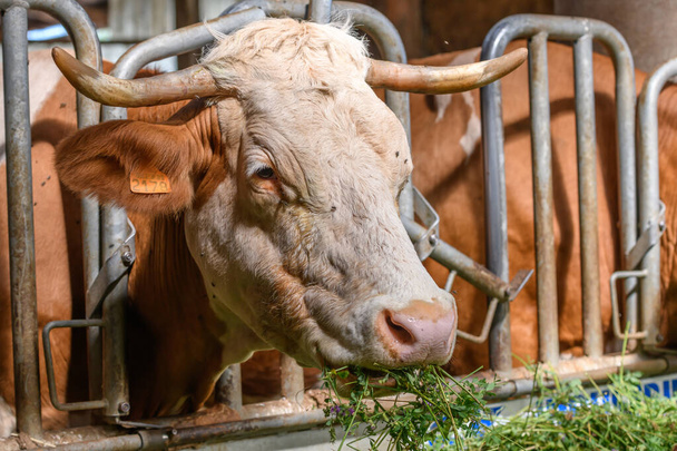 Mucca che mangia erba, trifoglio bianco nel paddock della fattoria in Francia. - Foto, immagini
