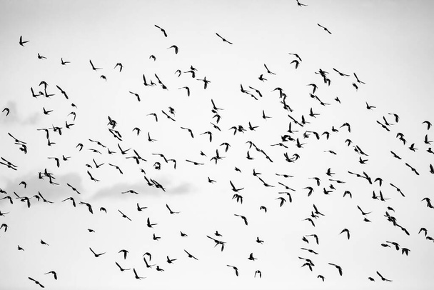 Abstraktní povaha. Létající ptáci. Pozadí oblohy.  - Fotografie, Obrázek