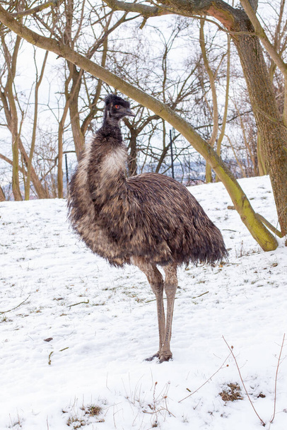 wilde vogel emu op witte sneeuw in de winter - Foto, afbeelding