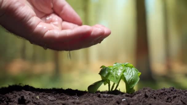 Persoon die hand in hand boven kleine groene plant spruit en giet water op bladeren, proces van water geven plant na ernstige droogte, droge grond en flora met een risico van uitsterven. Milieubehoud - Video