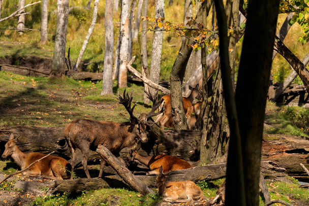 赤鹿の群れとげっ歯類 - 写真・画像