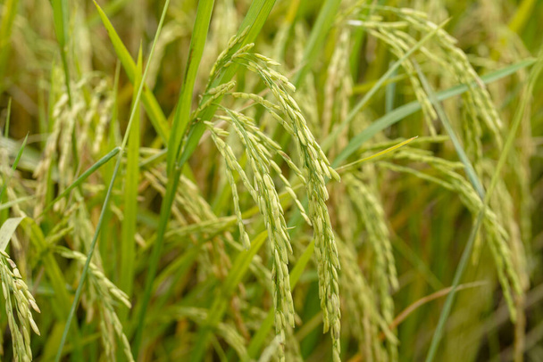 Riisikenttä, lähikuva keltaiset riisinsiemenet kypsä ja vihreät lehdet. - Valokuva, kuva