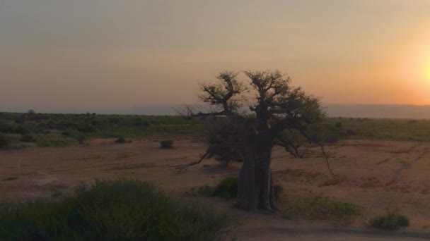 AERAIL Sonnenuntergang beleuchtet einen exotischen Baobab im malerischen Herzen der Serengeti - Filmmaterial, Video