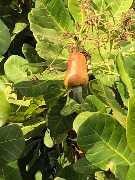 Foto del frutto della pianta, anacardio occidentale, un albero tropicale sempreverde che produce il seme di anacardio e la mela anacardio - Foto, immagini