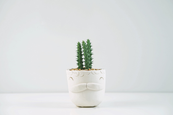 Suculenta o cactus en maceta de arcilla en diferentes macetas. Planta de casa de cactus en maceta en estante blanco contra pared blanca. - Foto, imagen
