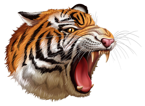 hlava řvoucí tygr - Vektor, obrázek