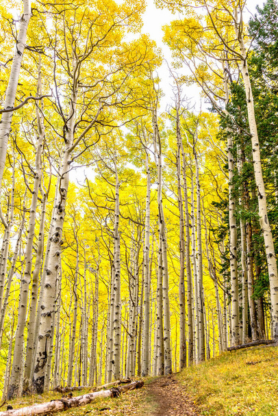 Аспенский лес в желтом цвете. Горнолыжная тропа через осиную рощу в пику осенней красоте. Аспены с золотом, меняющие желтые листья, насколько это видно глазу, в Остэфе, Аризона - Фото, изображение