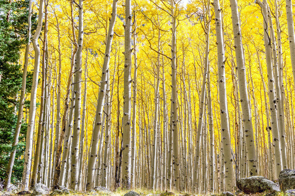 Δάσος Άσπεν σε Χρυσά Φθινοπωρινά χρώματα. Άλσος Aspen σε κορυφογραμμή ομορφιά πτώση με χρυσά κίτρινα φύλλα όσο το μάτι μπορεί να δει στο Flagstaff, Αριζόνα. Άσπεν δάσος αλλάζει φύλλα σε backlight - Φωτογραφία, εικόνα