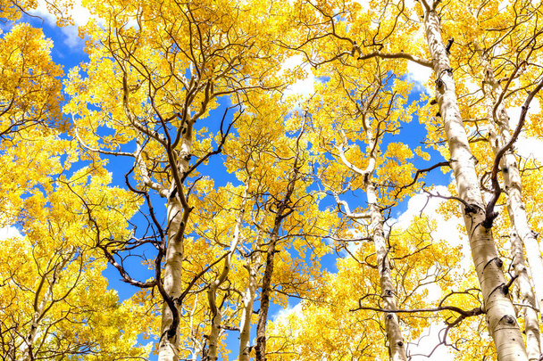 Baldachim Aspen w Złotym Jesiennym Splendor. Aspen las baldachim w szczytowym upadku piękno z żółtymi złotymi liśćmi przeciwko błękitne niebo z puszystymi białymi chmurami w Flagstaff, Arizona. Rozkłada się na zmianę liści w podświetleniu - Zdjęcie, obraz