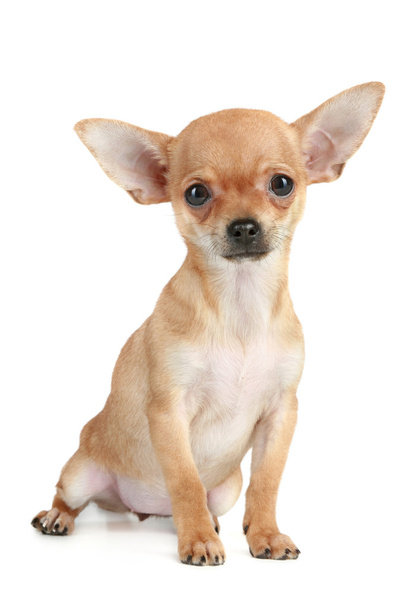 Funny puppy chihuahua - Valokuva, kuva