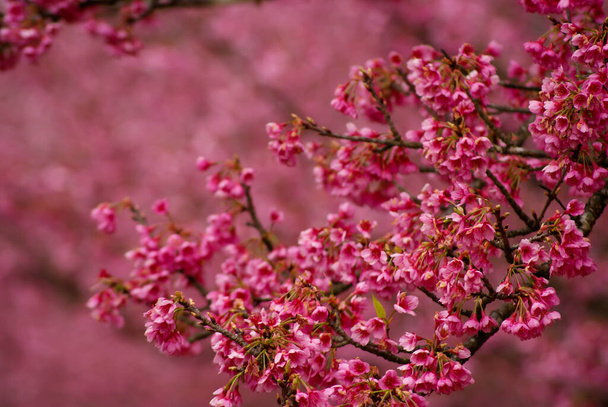 ピンクの桜素敵な写真撮影 - 写真・画像