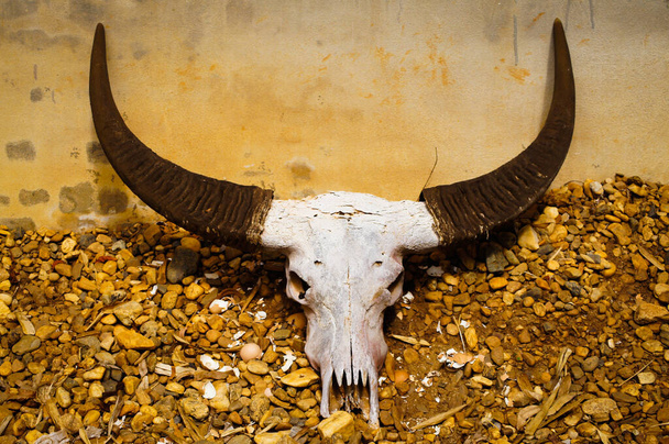 Buffalo horn Belle séance photo - Photo, image