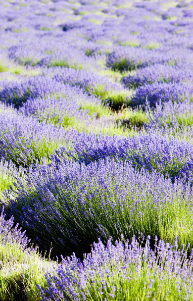 lavender сфері
 - Фото, зображення