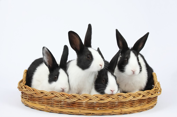 roztomilé králíčky - Fotografie, Obrázek