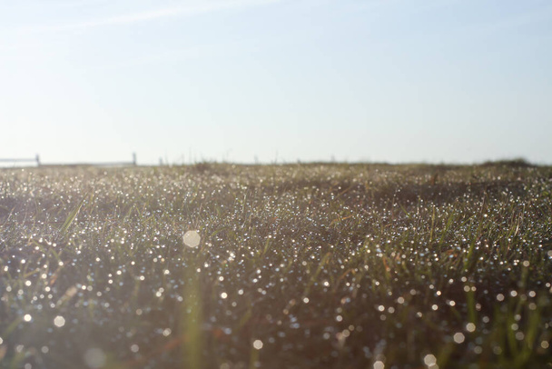 Ráno kapky rosy na trávě s jasnou oblohou a sluncem - Fotografie, Obrázek
