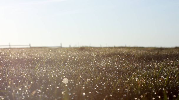 Rano rosa na trawie - rosa uderzona słońcem - Zdjęcie, obraz