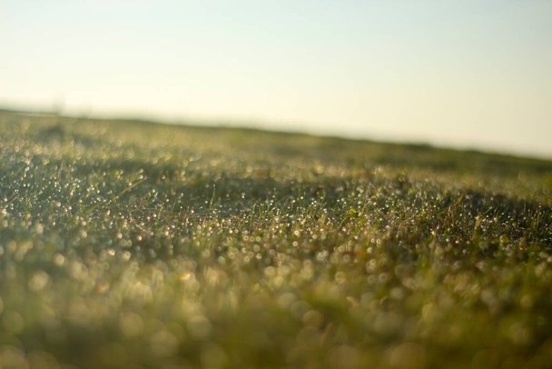 Zblízka kapky rosy na trávě v dopoledních hodinách s jasnou oblohou a sluncem - Fotografie, Obrázek