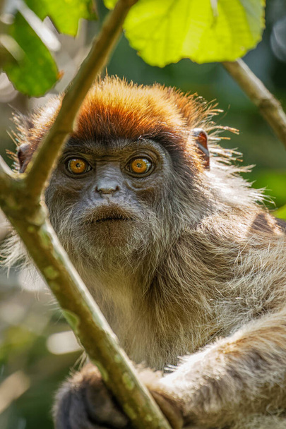 Πορτρέτο ενός άγριου ούγκανταν κόκκινου κολοβού μαϊμούς, Kibale National Forest, Ουγκάντα. - Φωτογραφία, εικόνα