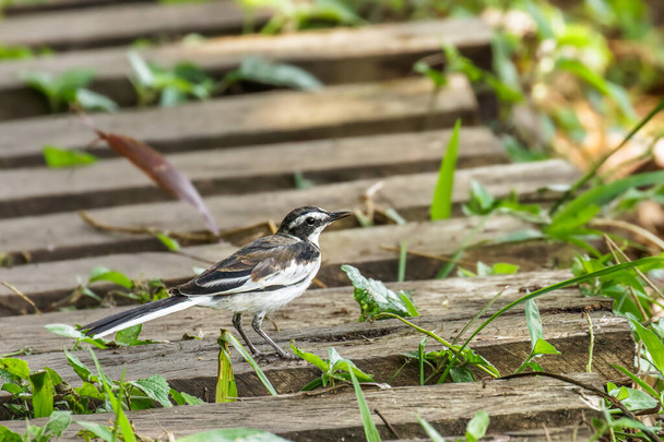 African pied wagtail, or African wagtail, (Motacilla aguimp), Kibale National Forest, Uganda. - Photo, Image