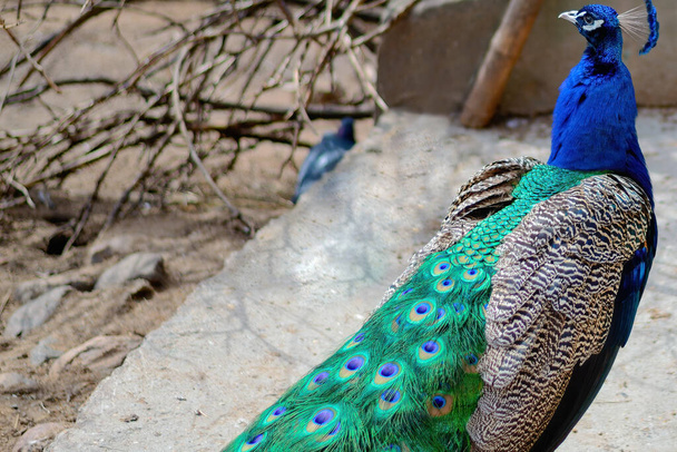 Peacock met gevouwen staart. - Foto, afbeelding