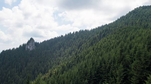 Waldlandschaft in den Bergen mit hohen Felsspitzen an einem bewölkten Tag - Himmel mit Wolken - Foto, Bild